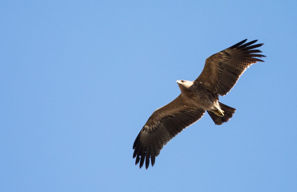Aquila minore